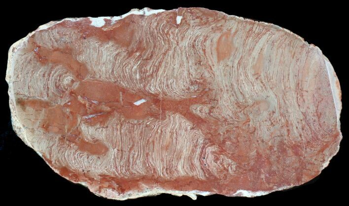 Polished Inzeria Stromatolite - Alice Springs, Australia #39042